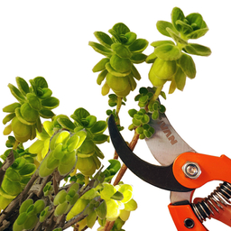 قیچی باغبانی تیوان کد RO - 3300330 مدل 330