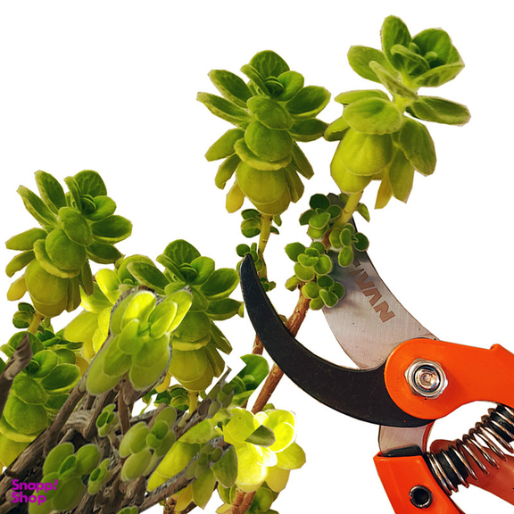 قیچی باغبانی تیوان کد RO - 3300330 مدل 330