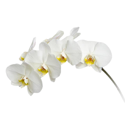 گل ارکیده سفید 1 شاخه