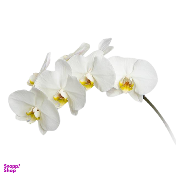 گل ارکیده سفید 1 شاخه