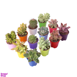 گیاه طبیعی کاکتوس و ساکولنت آیدین کاکتوس کد CB-009 بسته 12 عددی
