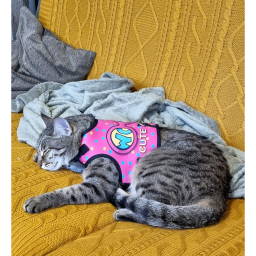 قلاده کتفی سگ تادو کد S103 سایز XL