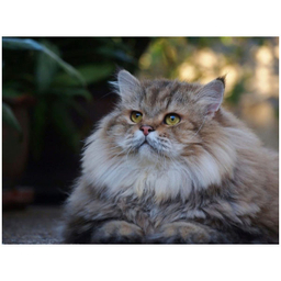 غذای خشک گربه رویال کنین مدل indoor longhair وزن 2 کیلوگرم