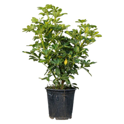 گیاه طبیعی شفلرا مدل 01