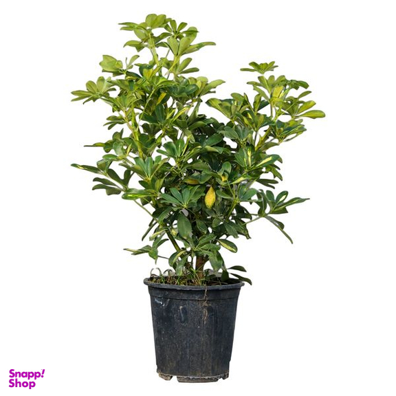 گیاه طبیعی شفلرا مدل 01