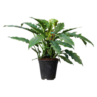 گیاه طبیعی فیلودندرون کنگره ای  مدل 01