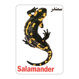 فلش کارت آشنایی با خزندگان و دوزیستان انتشارات جواهری