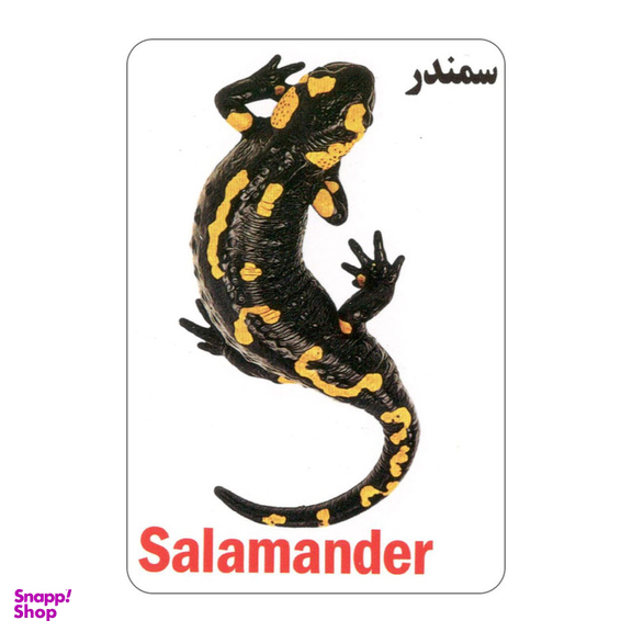 فلش کارت آشنایی با خزندگان و دوزیستان انتشارات جواهری