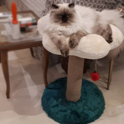 اسکرچر و جای خواب گربه مدل گل