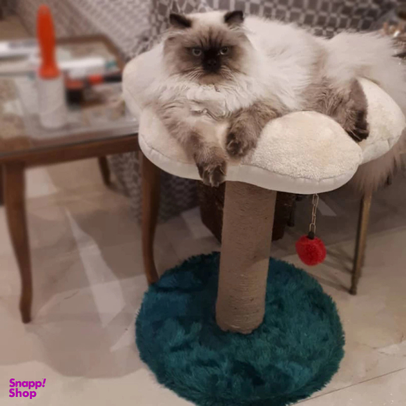 اسکرچر و جای خواب گربه مدل گل