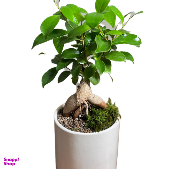 گیاه طبیعی بنسای جینسینگ مدل وایت پات