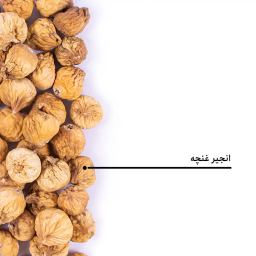 انجیر غنچه بارجیل