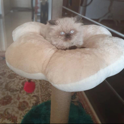 اسکرچر و جای خواب گربه مدل گل