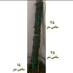 قیم خزه دار کد 02 بسته 3 عددی