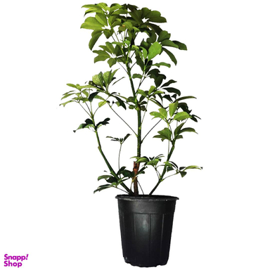 گل طبیعی شفلرا کد 109 به همراه گلدان پلاستیکی