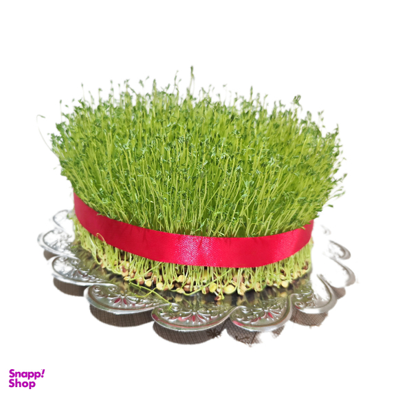 سبزه عید بذر عدس مدل 007