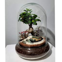 تراریوم مدل ترارتوس بونسای فیکوس کد 01