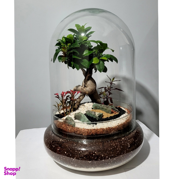 تراریوم مدل ترارتوس بونسای فیکوس کد 01