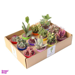گیاه طبیعی کاکتوس و ساکولنت آیدین کاکتوس کد CB-004 بسته 12 عددی
