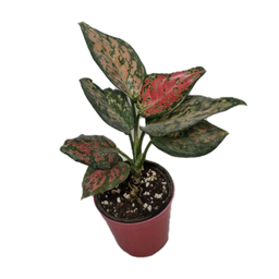 گیاه طبیعی آگلونما قرمز مدل 01