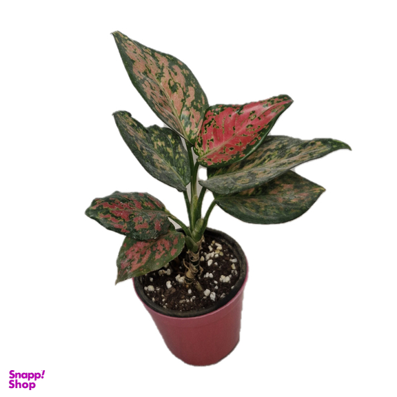 گیاه طبیعی آگلونما قرمز مدل 01