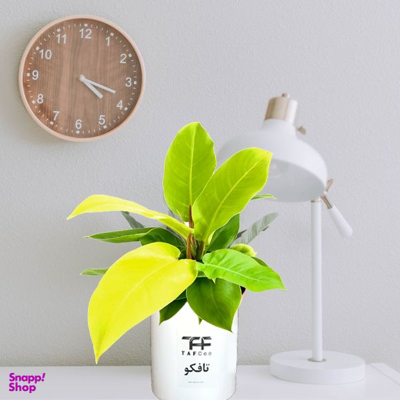 گل طبیعی فیلودندرون نئون تافکو مدل لیمویی کد 2X