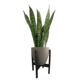 گیاه طبیعی سانسوریا مدل 9892