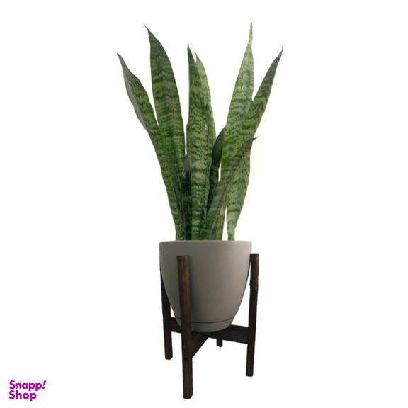 گیاه طبیعی سانسوریا مدل 9892