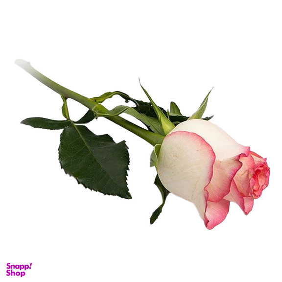 شاخه گل طبیعی رز مدل هلندی رنگ سفید صورتی