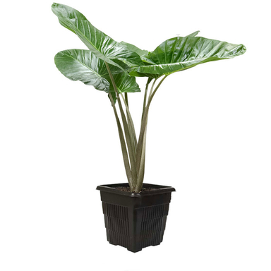 گیاه بابا آدم کد 18