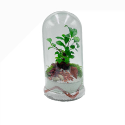 تراریوم بنسای فیکوس طرح وایت اورنج
