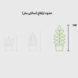 گلدان فیکوس لیراتا برگ پهن گل ستان ارتفاع 100 سانتی متر
