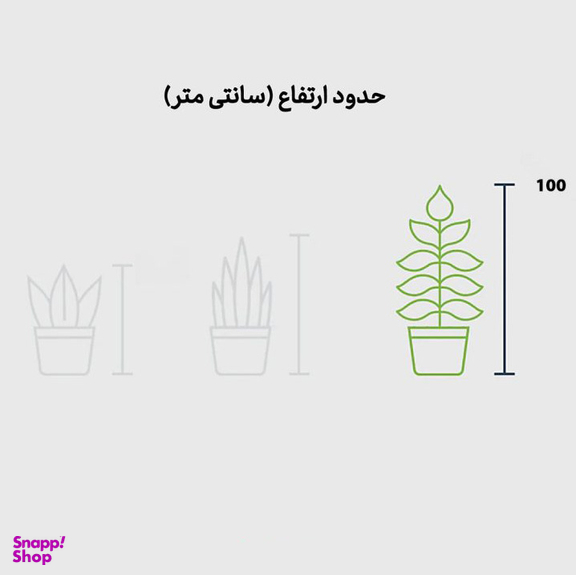 گلدان فیکوس لیراتا برگ پهن گل ستان ارتفاع 100 سانتی متر
