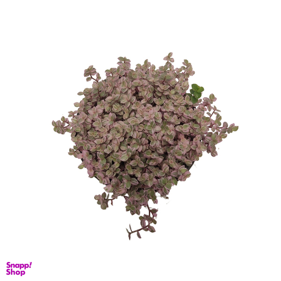 گیاه طبیعی برگ بیدی صورتی ریز کد bdr01