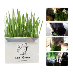 علف گربه Catgrass مدل ca200
