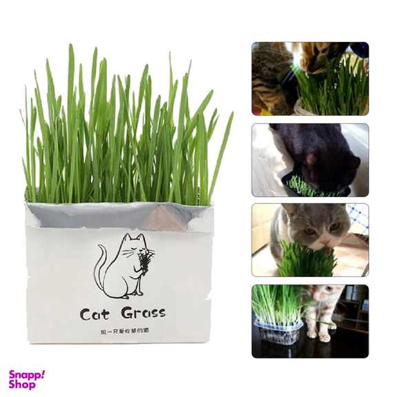 علف گربه Catgrass مدل ca200