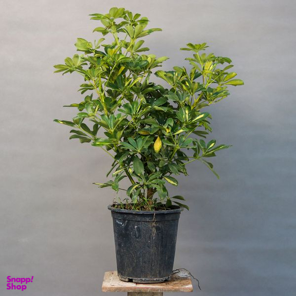 گیاه طبیعی شفلرا مدل 01