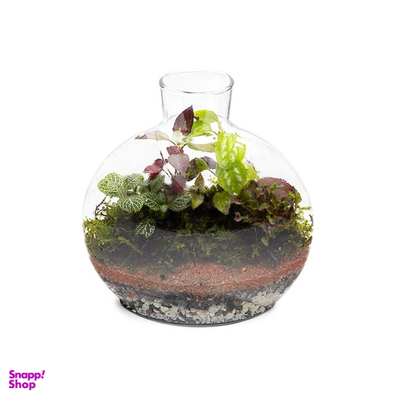 تراریوم شیشه ای سایز کوچک