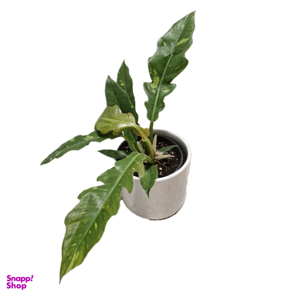 گیاه طبیعی فیلودندرون کنگره مدل آتشین کد 02