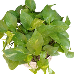 گیاه طبیعی گلدونه مدل پتوس کد 20072