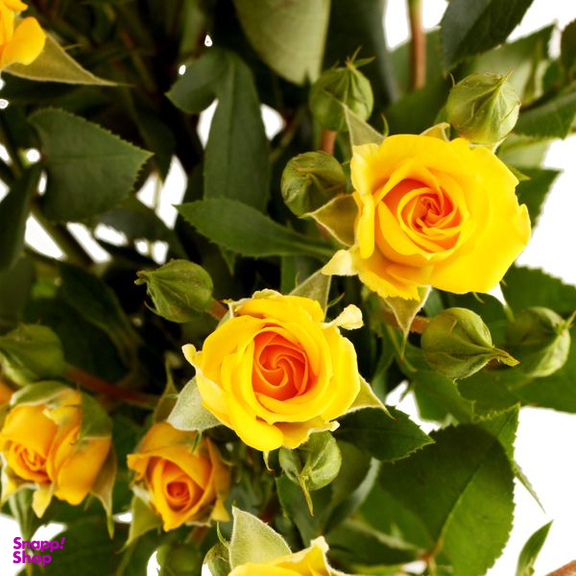 دسته گل رز زرد هیمان مدل  مینیاتوری  کد Ro12