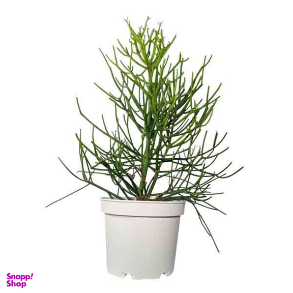 گیاه آپارتمانی طبیعی افوربیا تیروکالی کد 06