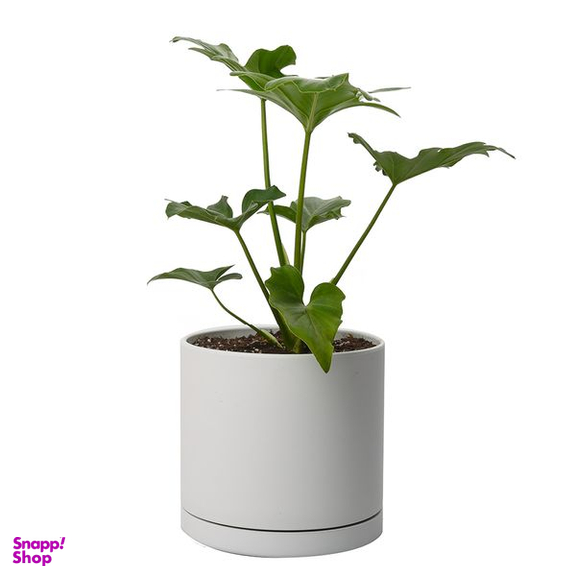 گیاه طبیعی برگ انجیری سلوم کد 10731/2202