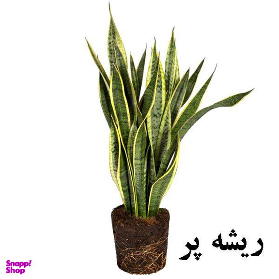 گل طبیعی سانسوریا ابلق تافکو کد 2022