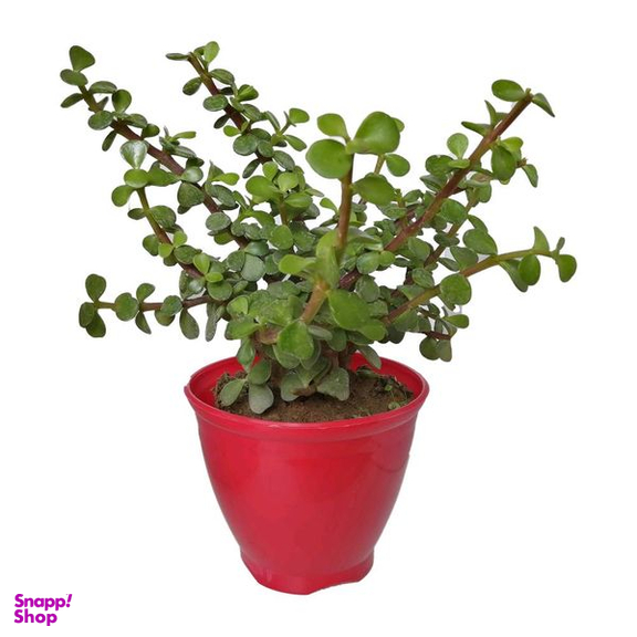 گیاه طبیعی کراسولا خرفه ای کد rp01