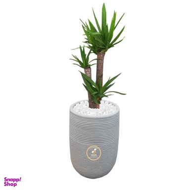 گل طبیعی یوکا سه غلاف شرکت گلباران سبز گیلان مدل GN1-FAN1