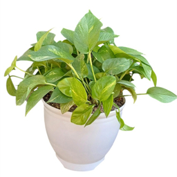 گیاه طبیعی گلدونه مدل پتوس کد 20072