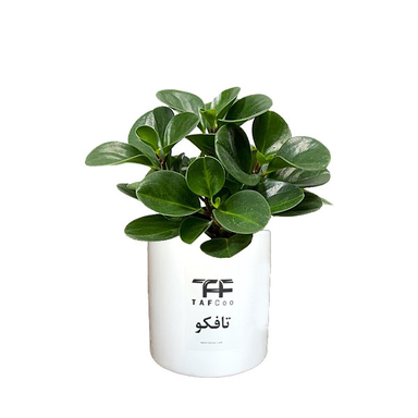 گل طبیعی قاشقی تافکو مدل s1