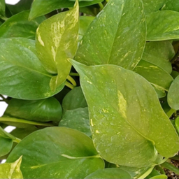 گیاه طبیعی گلدونه مدل پتوس کد 20072