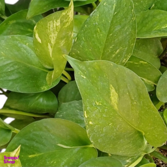 گیاه طبیعی گلدونه مدل پتوس کد 20072